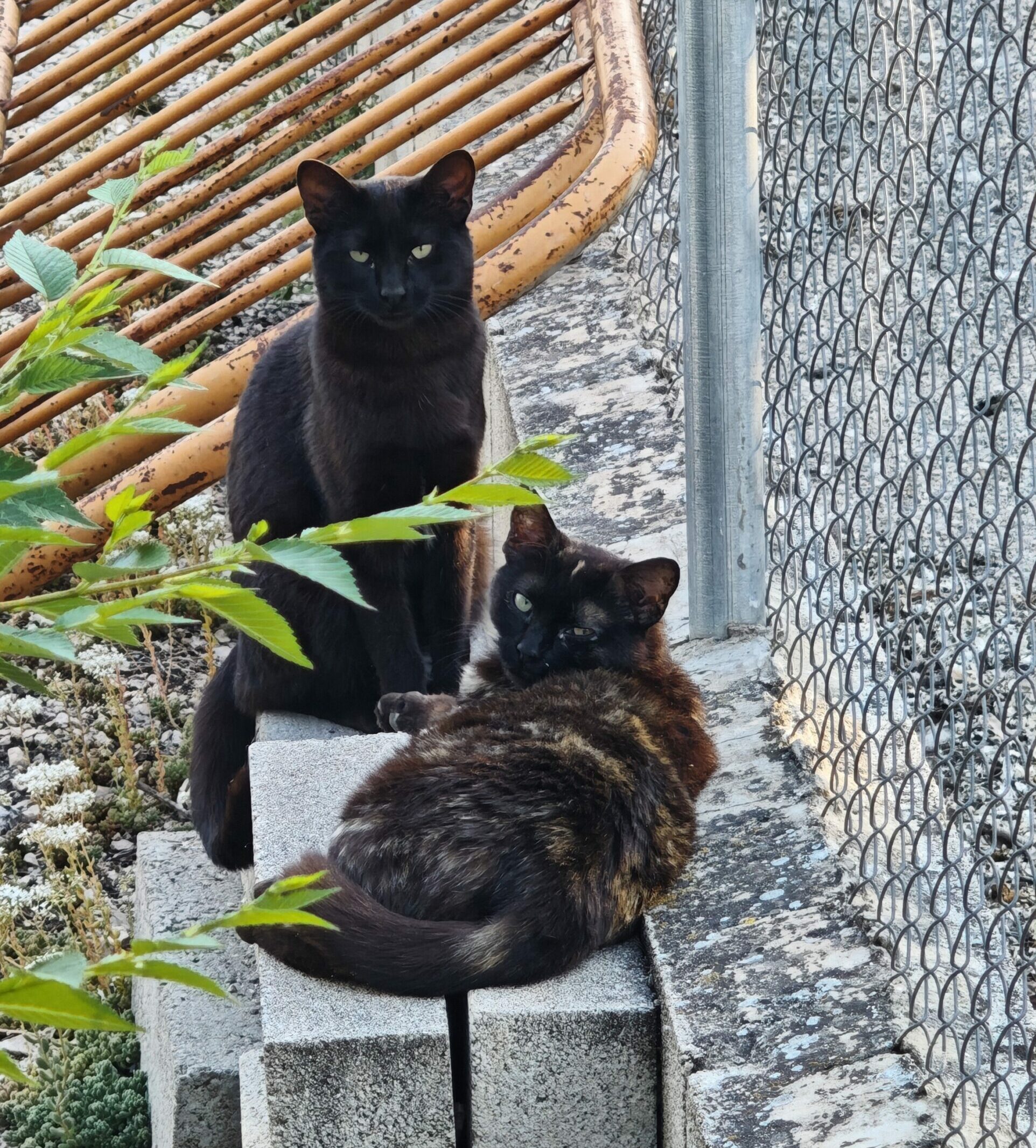 colonia de gatos