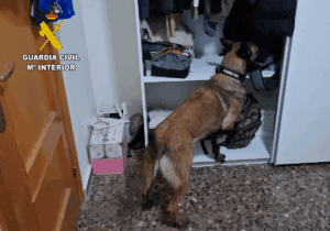 perro guardia civil