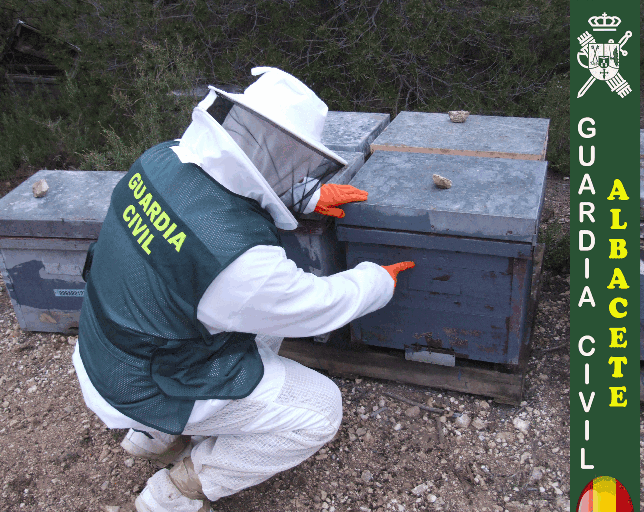 colmenas recuperadas por la guardia civil en almansa