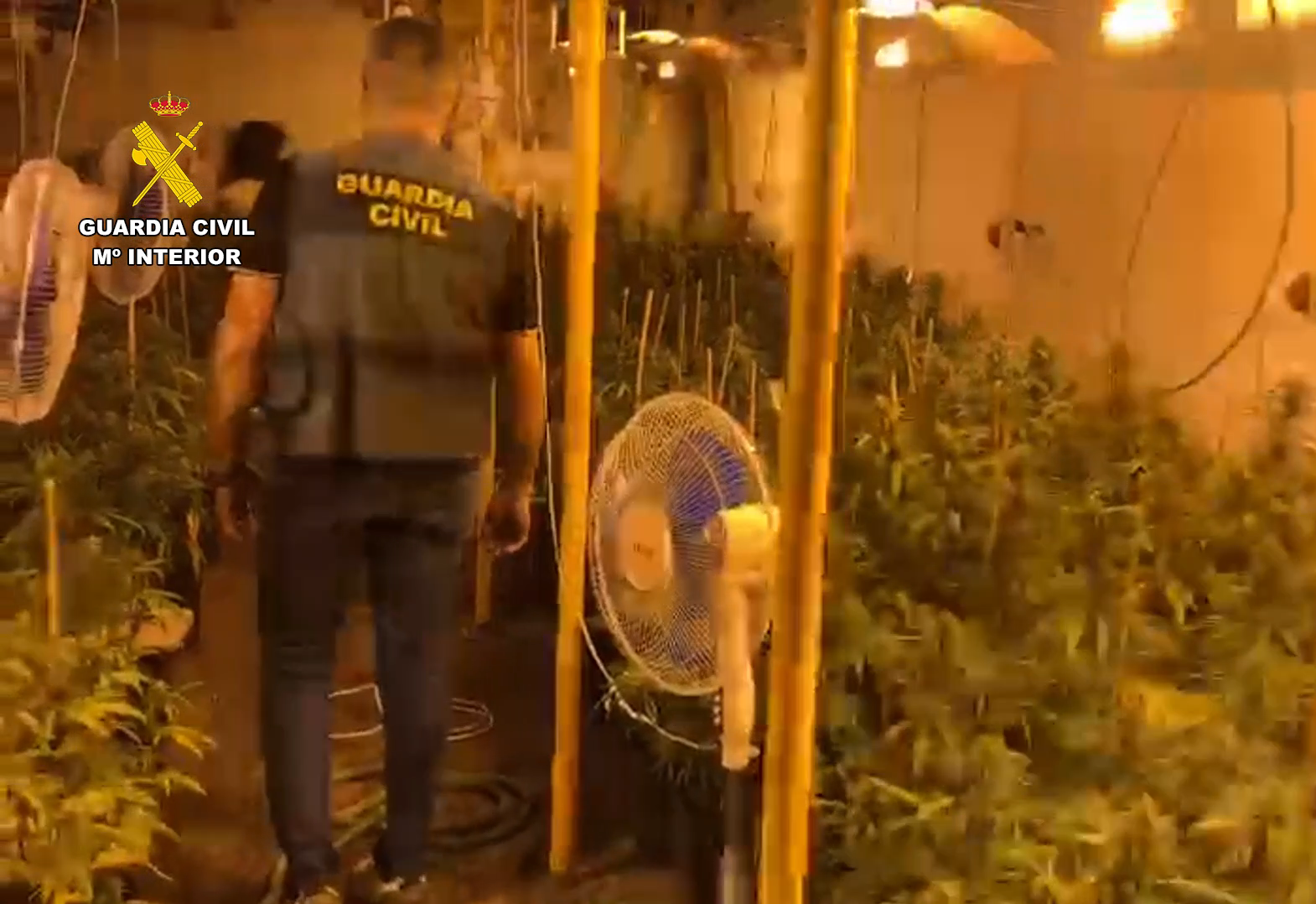 guardia cicil encuentra marihuana en chinchilla