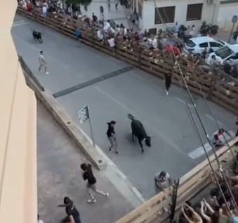 toro rompe vallado en Alcalá del Júcar