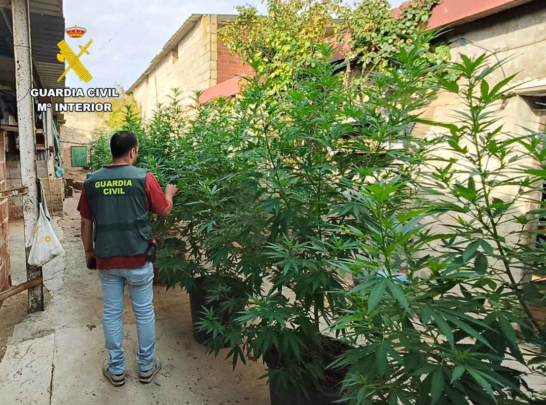 guardia civil canabis