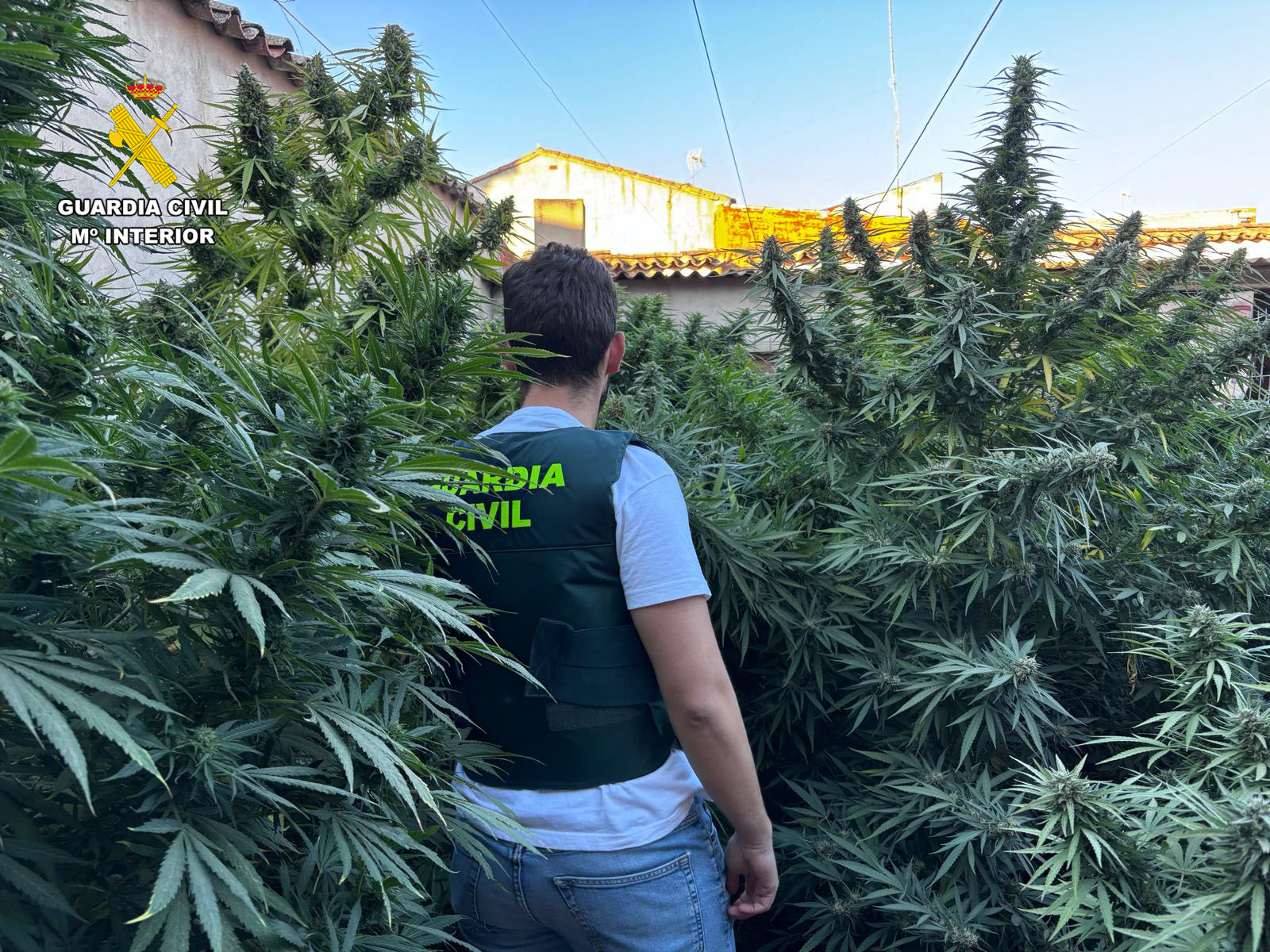 plantación de cannabis sativa en Villarrobledo