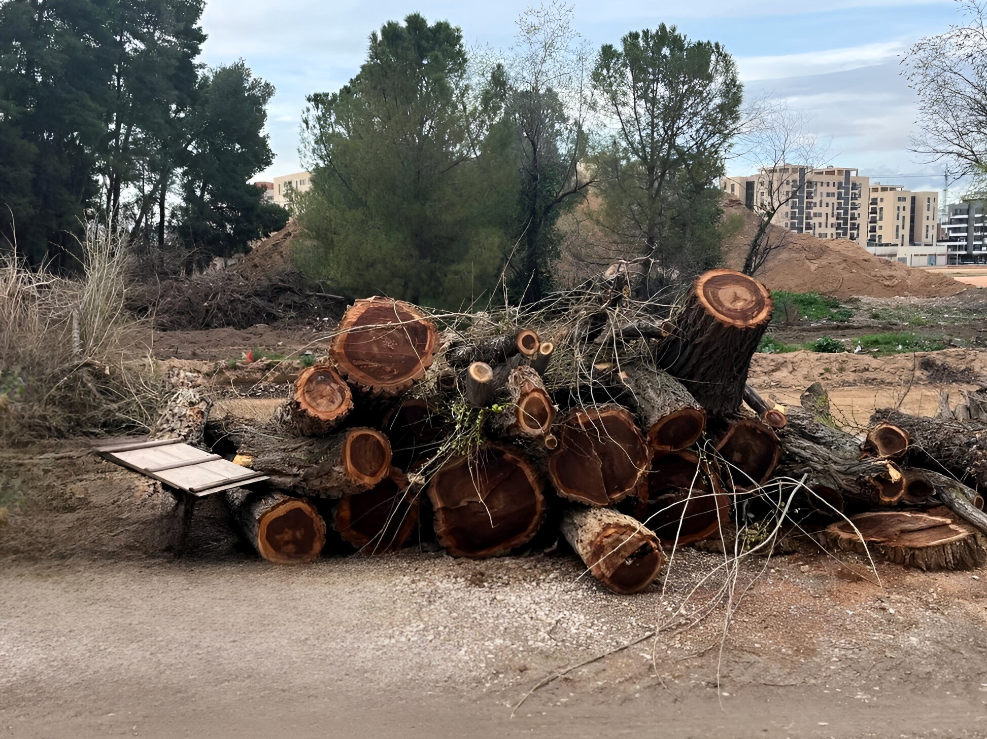 Árboles Canal de María Cristina