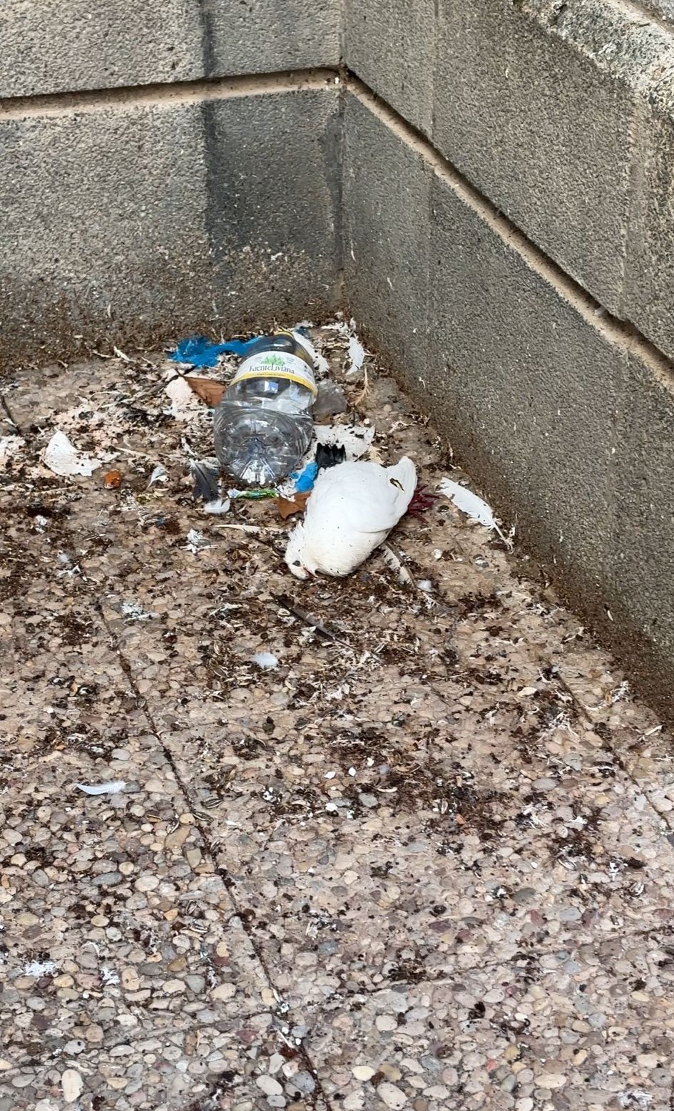 palomas alcalde conangla