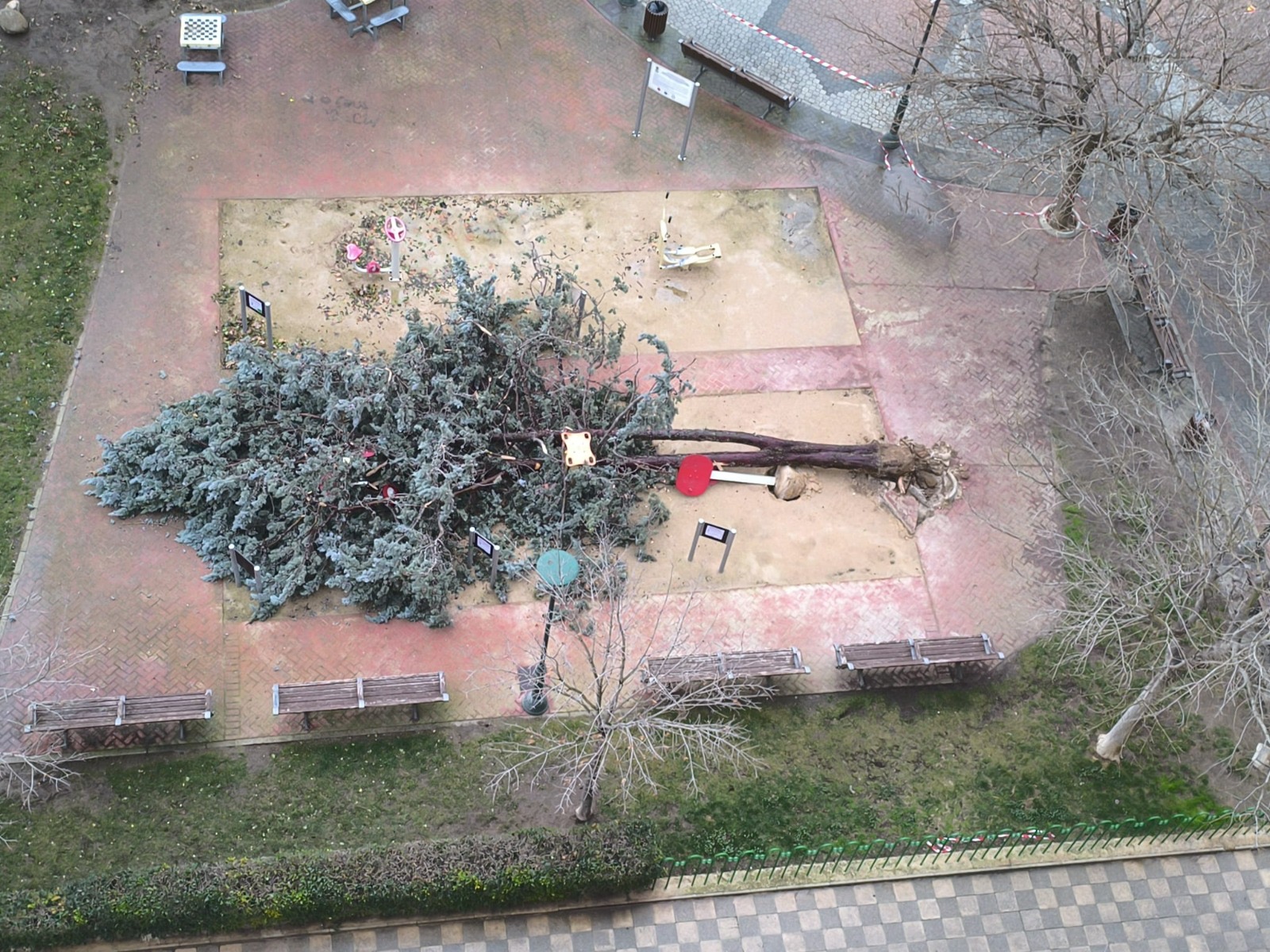 Árbol caído por viento