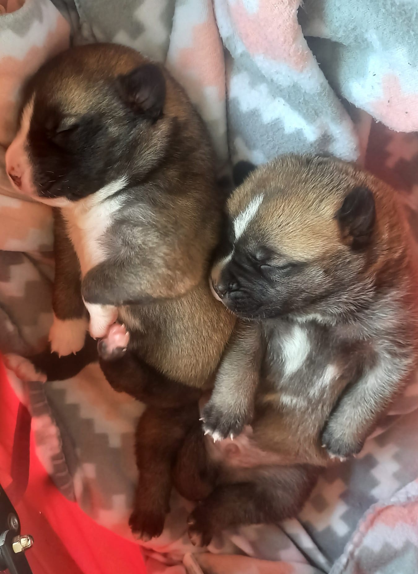 cachorros de perro guardia civil albacete