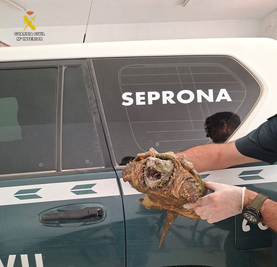 tortuga caiman guardia civil almansa albacete