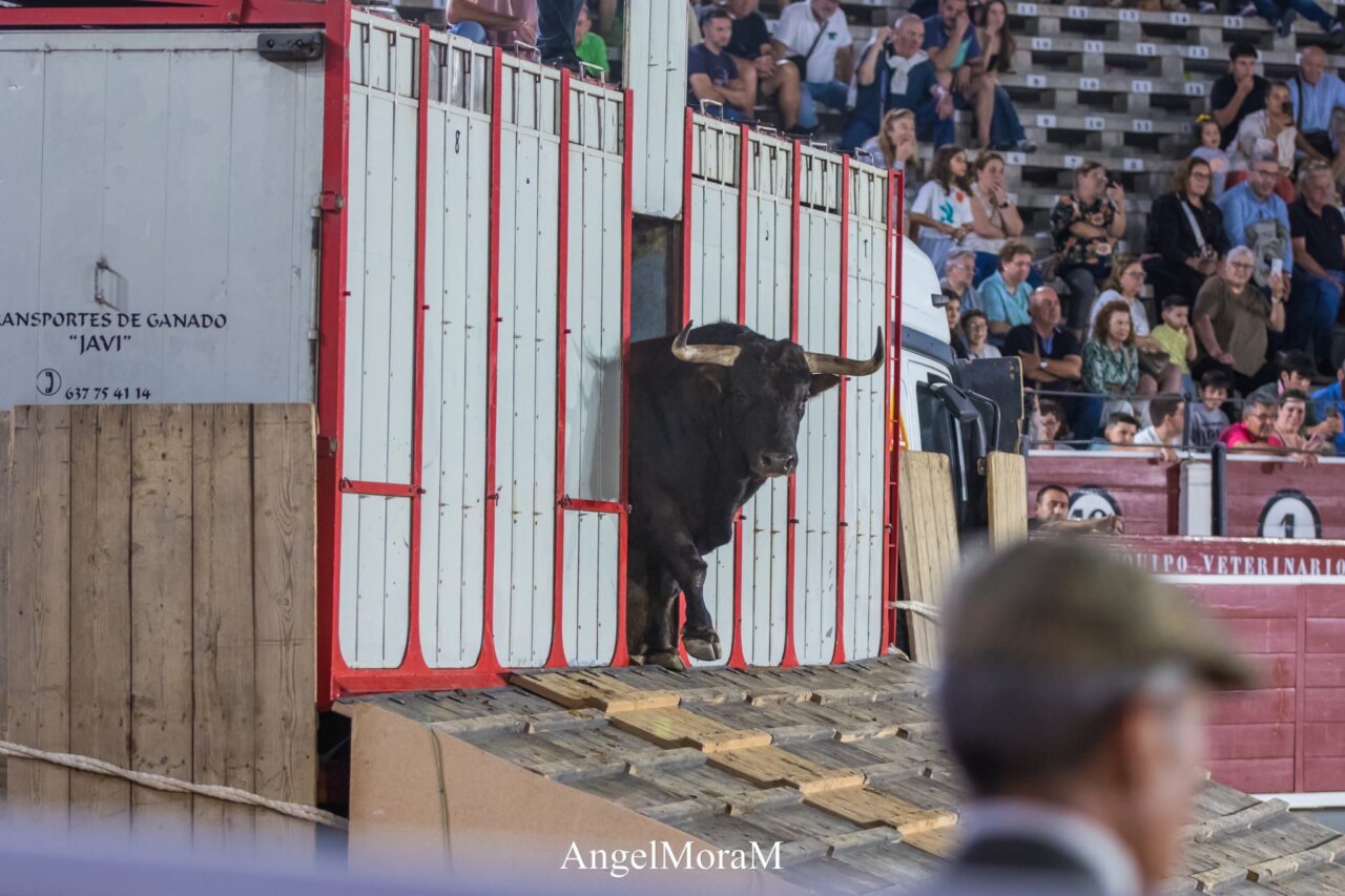 toro