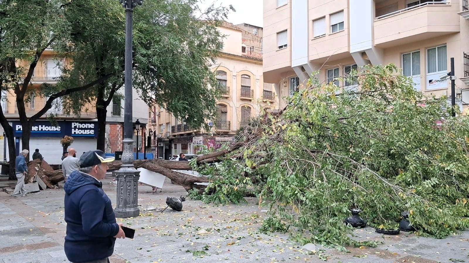 arbol caido en la plaza ,mayor de albacete