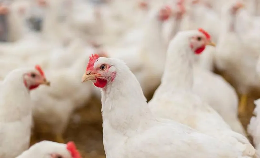 GALLINAS.jpeg